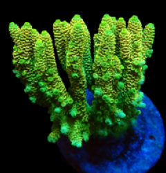Acropora millepora (Yellow) (M) f 229