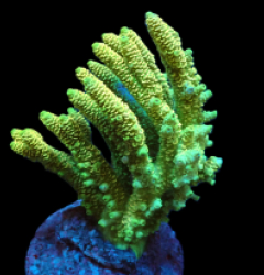 Acropora millepora (Yellow) (M) f 637