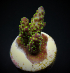 Acropora nana (frag)
