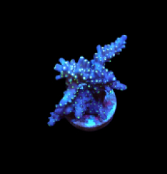 Acropora nana (S) pb 401