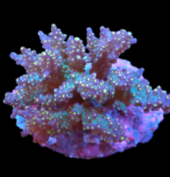 Acropora nana (Tricolor) (M) f 021