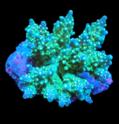 Acropora nana (Tricolor) (M) f 036