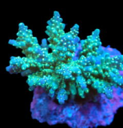Acropora nana (Tricolor) (M) f 249