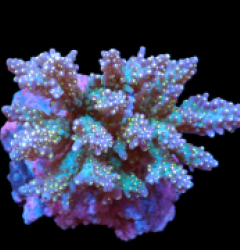 Acropora nana (Tricolor) (M) f 271