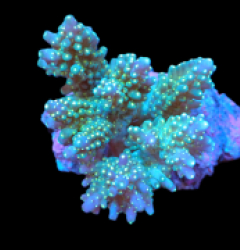 Acropora nana (Tricolor) (M) f 297