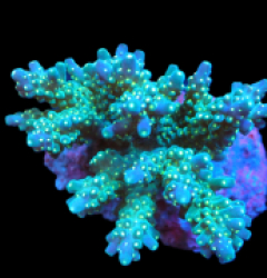Acropora nana (Tricolor) (M) f 510