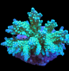 Acropora nana (Tricolor) (M) f 637