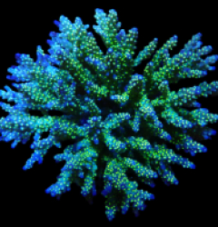 Acropora nana (Tricolor) (XL) o 125