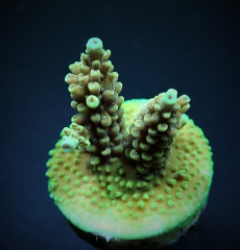 Acropora nasuta (frag)