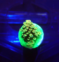 Acropora nasuta (Green) o 096