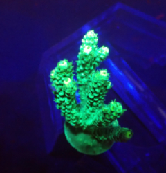 Acropora nasuta (Green) o 628