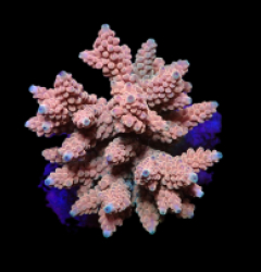 Acropora nasuta (Red-Pink) (M) o 321