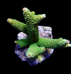 Acropora papillare