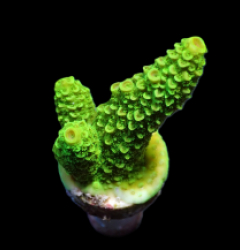 Acropora papillare (frag)