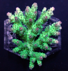 Acropora sarmentosa (Coral Sea) f 060