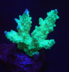 Acropora secale f 293 (S)