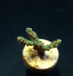 Acropora selago (Frag)