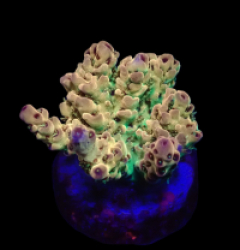 Acropora selago (Rainbow) (DJM frag) f 009