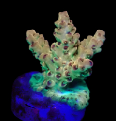 Acropora selago (Rainbow) (DJM frag) f 523