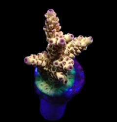 Acropora selago (Rainbow) (DJM frag) f 613