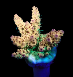 Acropora selago (Rainbow) (DJM frag) f 653