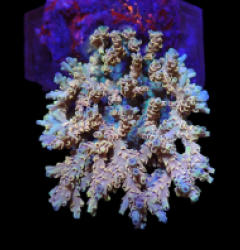 Acropora selago (Ultra) (L) o 228
