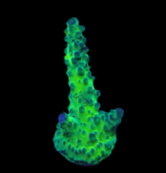 Acropora sp. (Blue-Green) (DJM frag) f 034