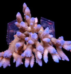 Acropora sp. (Coral Sea) (Ultra) (XL) o 131