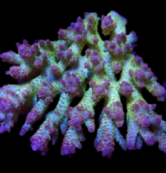 Acropora sp. (Coral Sea) (Ultra) (XL) o 143