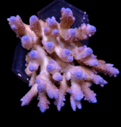 Acropora sp. (Coral Sea) (Ultra) (XL) o 374