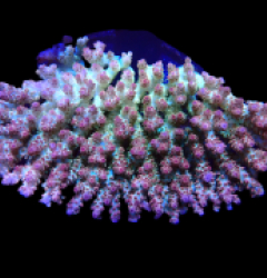Acropora sp. (Coral Sea) (Ultra) (XL) o 611