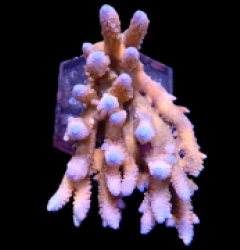 Acropora sp. (Coral Sea) (Ultra) (XL) o 640