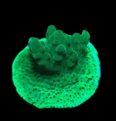 Acropora sp. (Green) (DJM frag) f 079