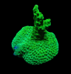 Acropora sp. (Green) (DJM frag) o 089