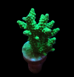 Acropora sp. (Green) (DJM frag) o 156