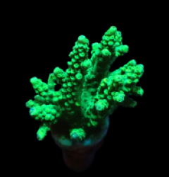 Acropora sp. (Green) (DJM frag) o 170
