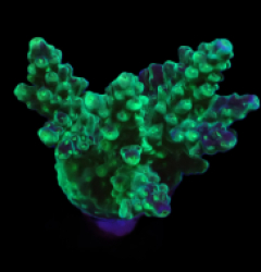 Acropora sp. (Green) (DJM frag) o 183