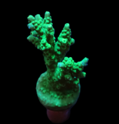 Acropora sp. (Green) (DJM frag) o 301