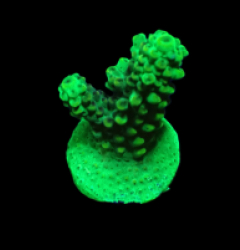 Acropora sp. (Green) (DJM frag) o 330