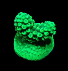 Acropora sp. (Green) (DJM frag) o 397