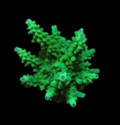 Acropora sp. (Green) (DJM frag) o 400