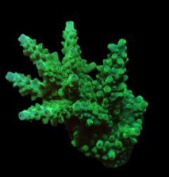 Acropora sp. (Green) (DJM frag) o 631