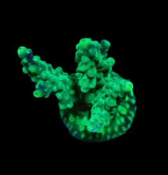 Acropora sp. (Green) (DJM frag) o 645