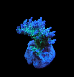 Acropora sp. (Premium) (S) pb 029