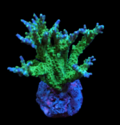 Acropora sp. (Premium) (S) pb 065