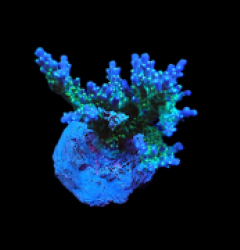 Acropora sp. (Premium) (S) pb 298