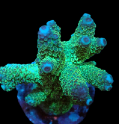 Acropora sp. (Special Colored) (L) f 419