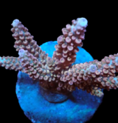 Acropora sp. (Special Colored) (M) f 271