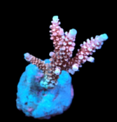 Acropora sp. (Special Selected) (S) pb 034