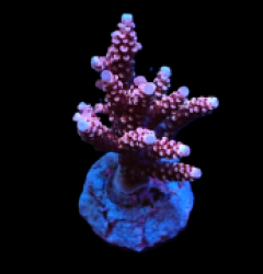 Acropora sp. (Special Selected) (S) pb 073